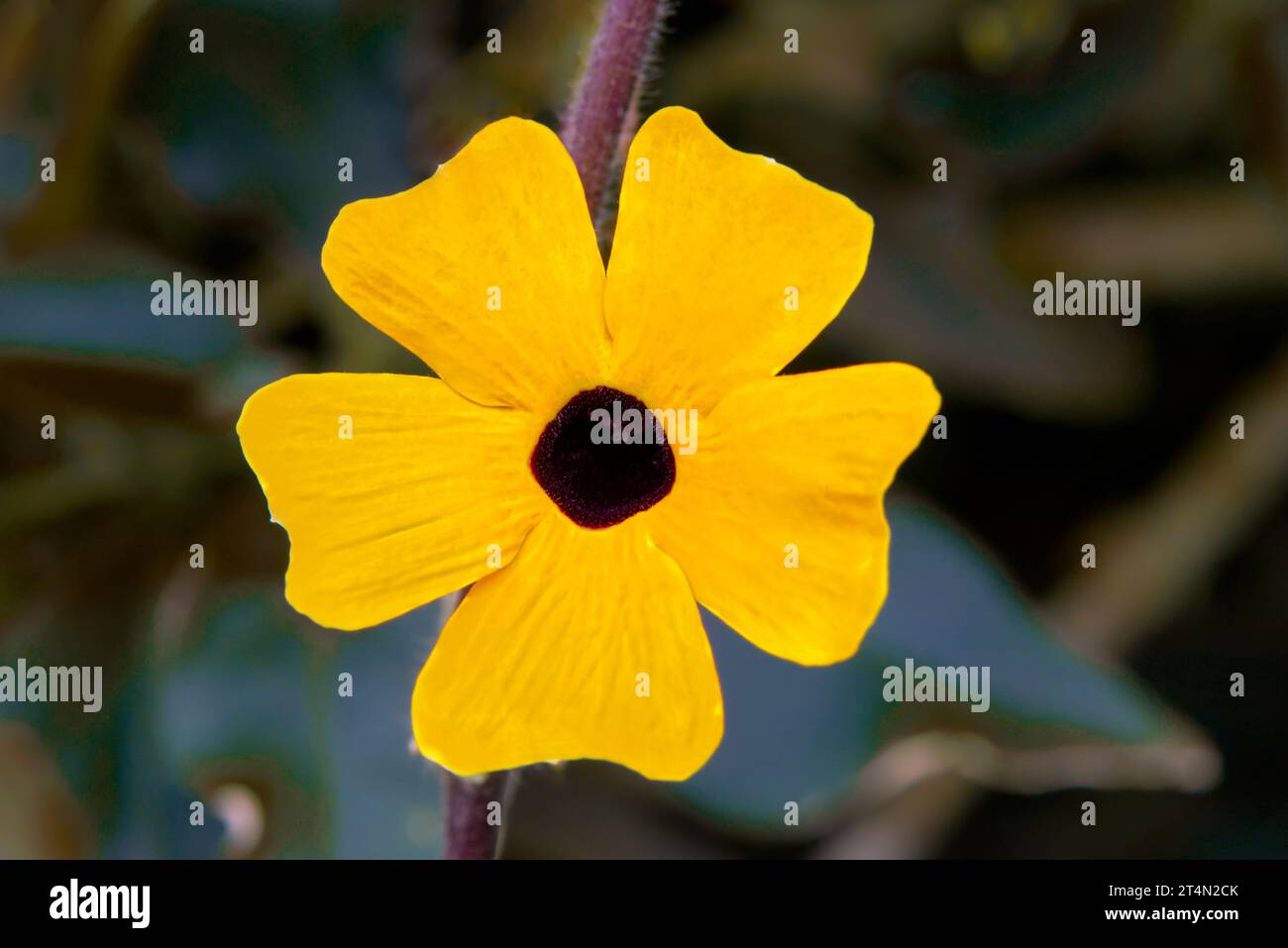 Gros plan d'une vigne Suzan aux yeux noirs, la fleur nationale de Saba. Banque D'Images