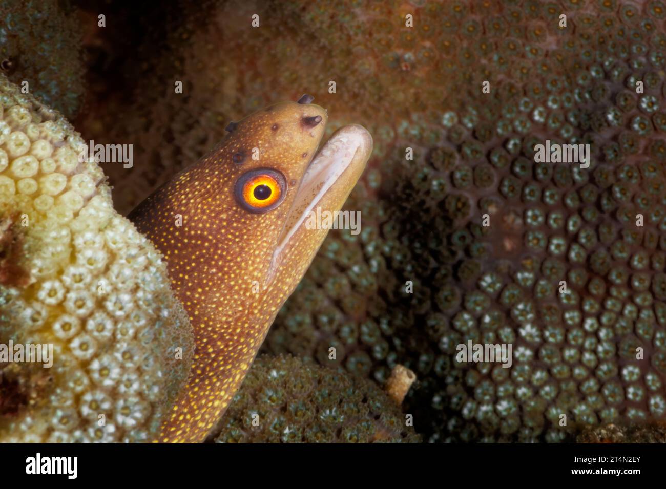 Une anguille dorée (Gymnothorax miliaris) regardant avec son œil jaune droit dans la caméra. Banque D'Images