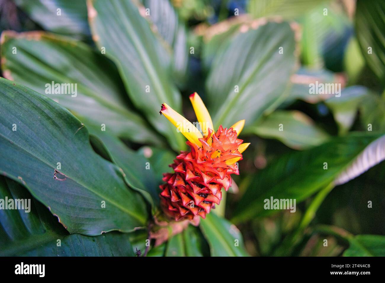 Costus barbatus, également connu sous le nom de gingembre spiralé, est une plante vivace avec une inflorescence rouge. C'est l'une des espèces de Costus les plus couramment cultivées Banque D'Images