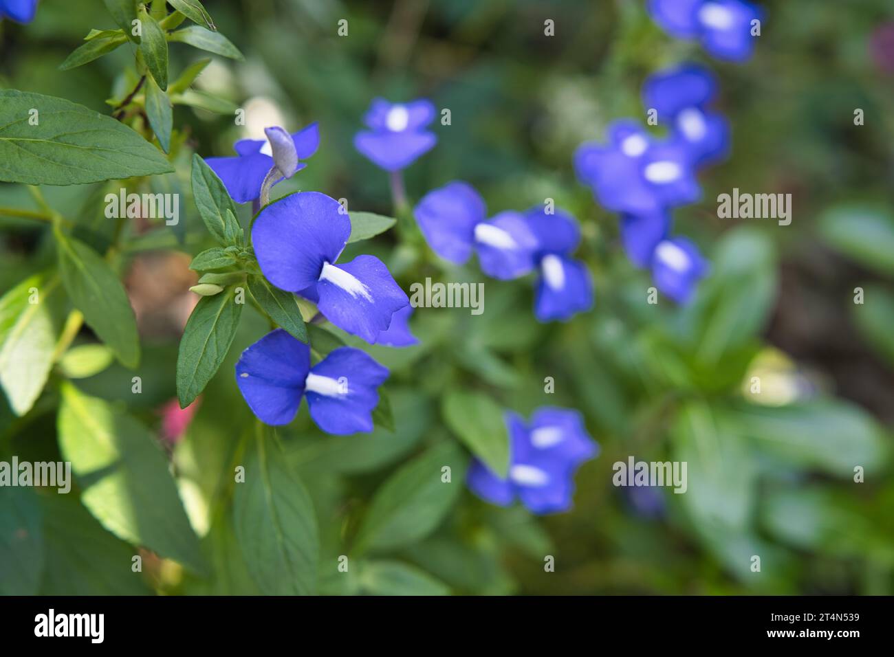 Matourea azurea, le bleu amazonien, est une espèce d'arbuste de la famille des Plantaginaceae. Il est originaire du Brésil. Matourée azurée Banque D'Images