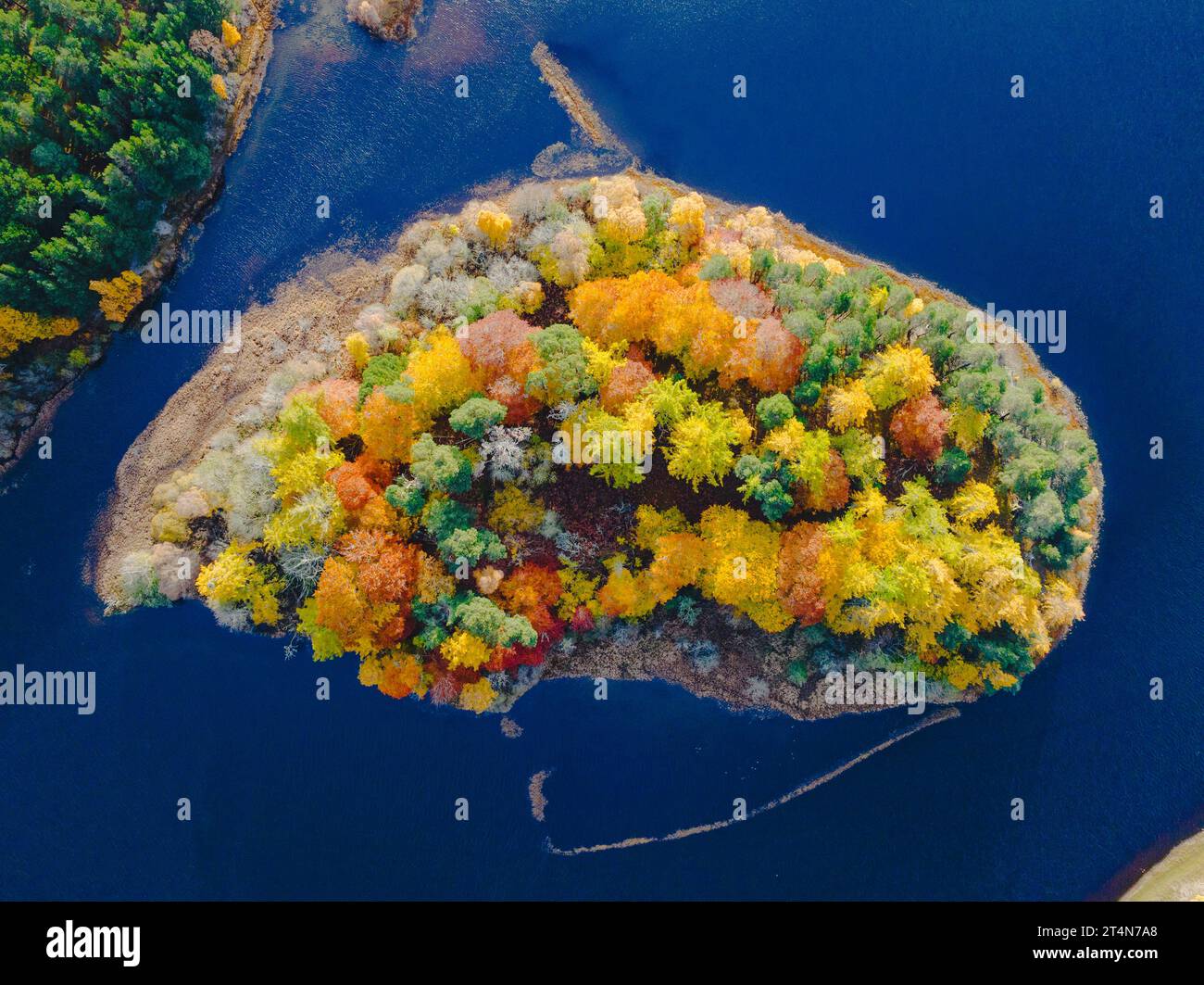 Vue aérienne de la petite île de Tom Dubh sur le Loch Insh regardant spectaculaire dans les couleurs d'automne à Kincraig, Écosse, Royaume-Uni Banque D'Images