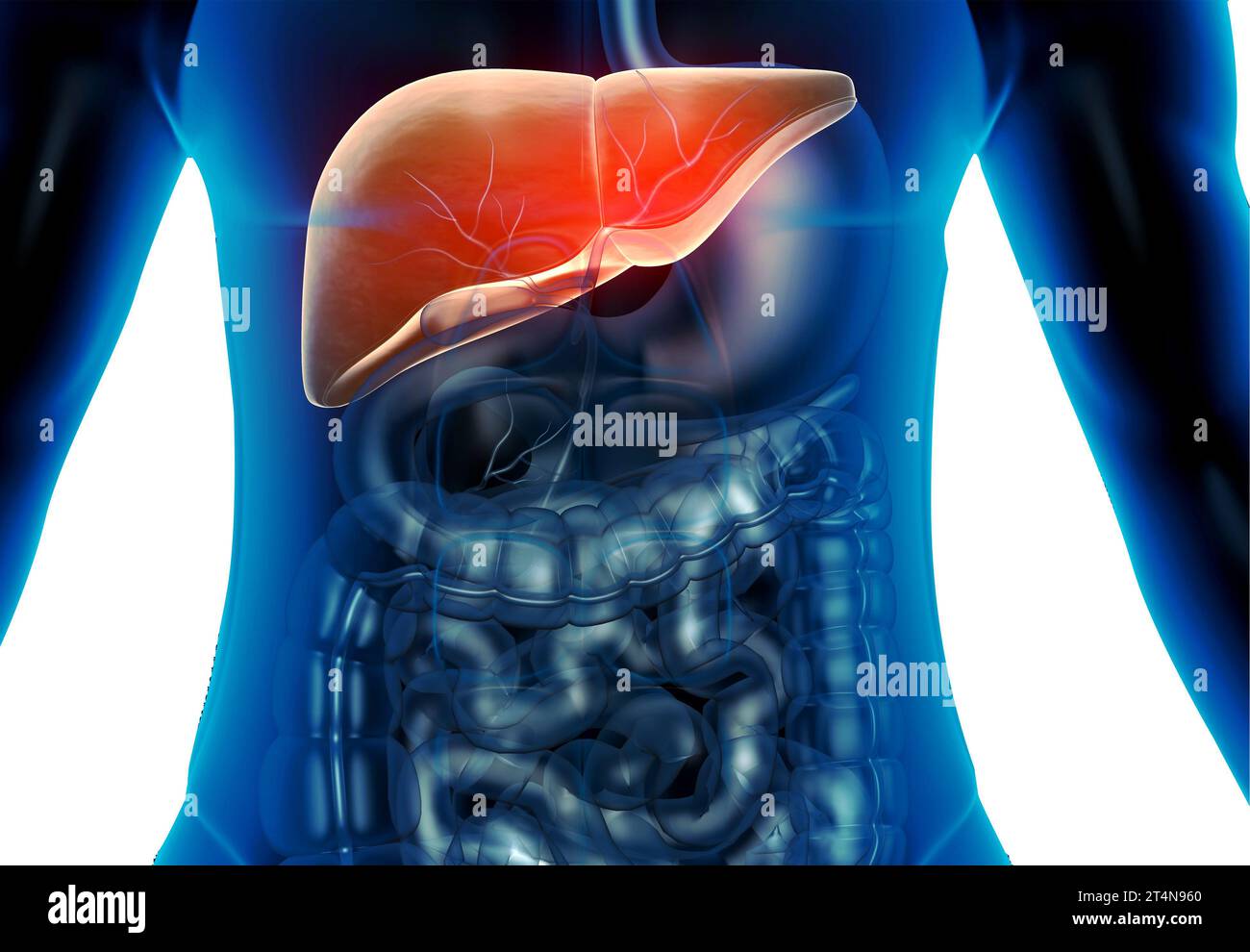 Anatomie hépatique de l'appareil digestif humain. rendu 3d. Banque D'Images