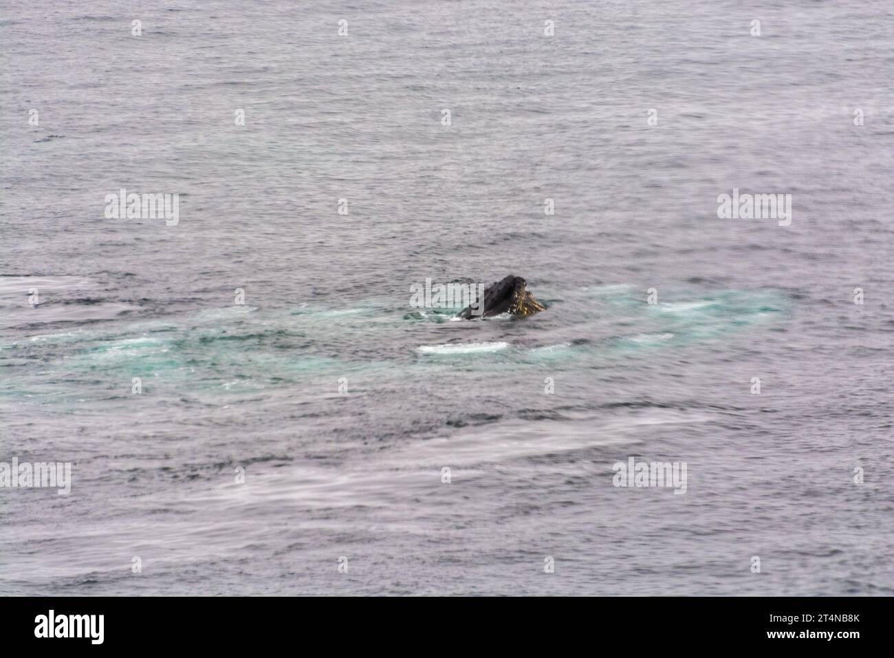 rorquals à bosse jaillissant et se nourrissant de filets à bulles dans les eaux de hughes bay. péninsule antarctique. antarctique Banque D'Images