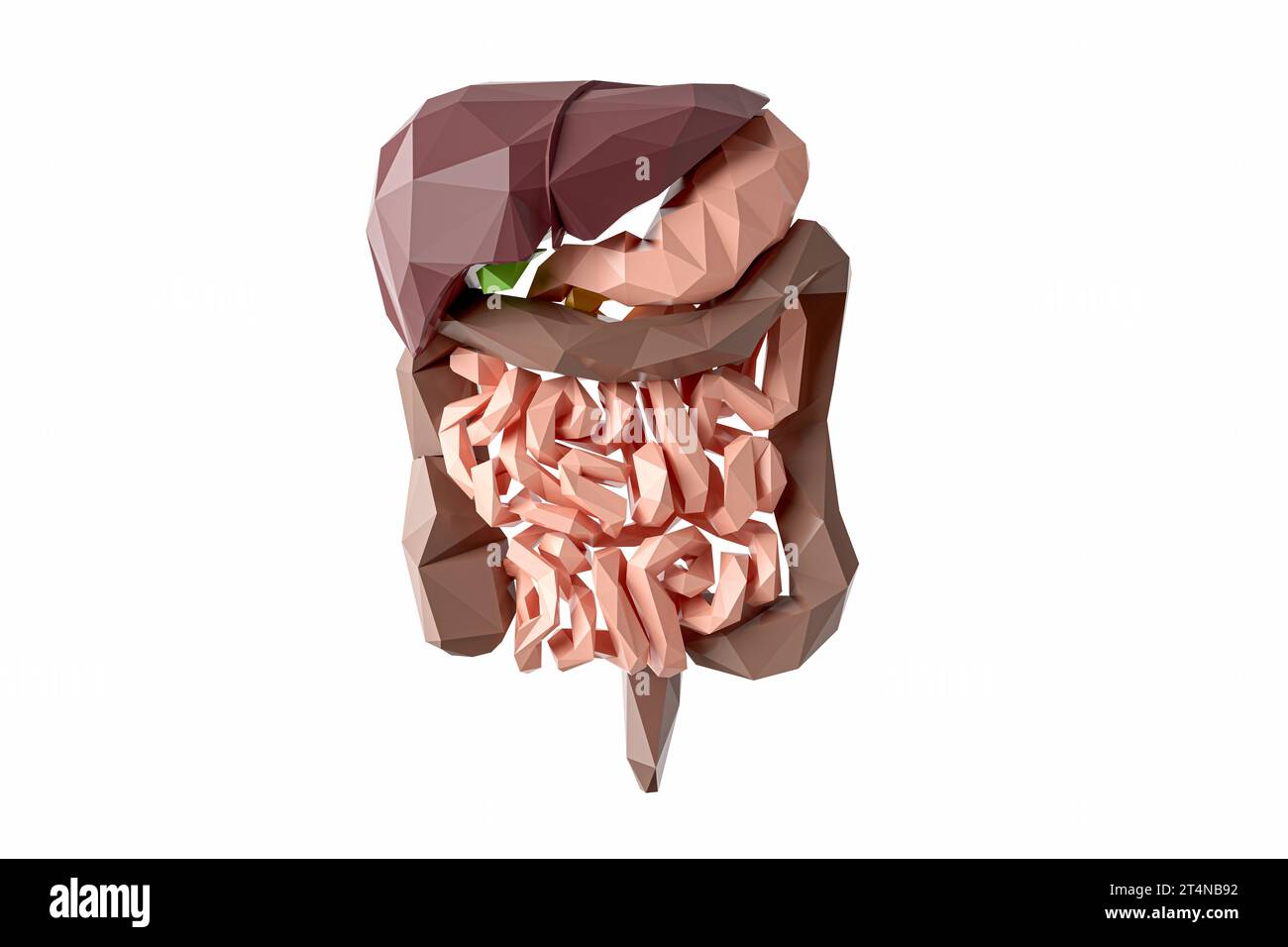 Illustration basse poly 3d du système digestif humain isolé sur blanc. Organes internes de tractus alimentaire humain polygonal - foie, estomac, pancréas, intestin Banque D'Images
