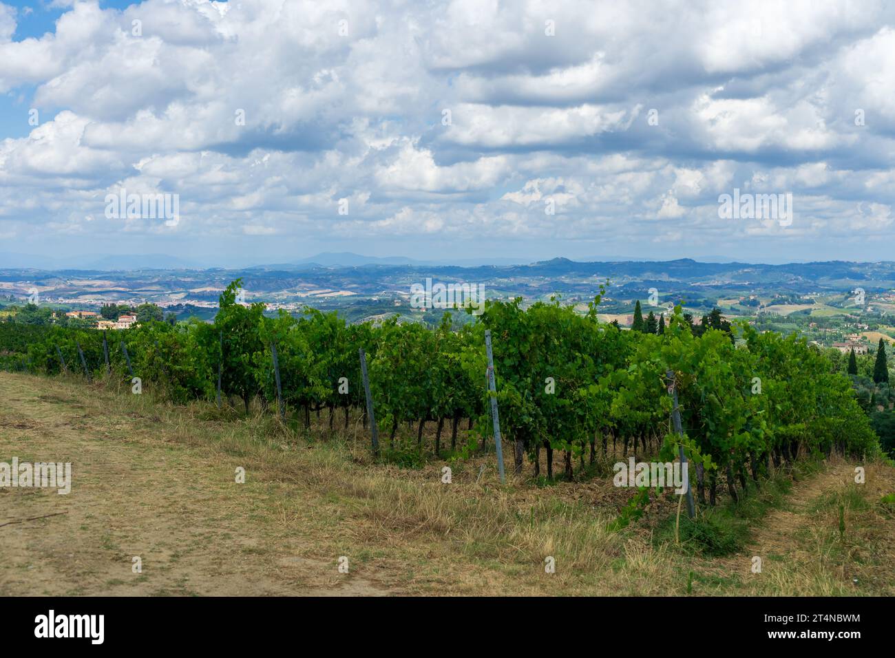 vignoble dans la région toscane italie Banque D'Images