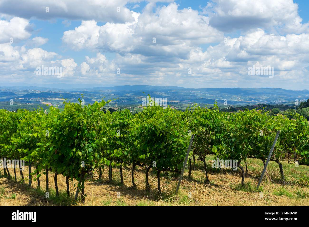 vignoble dans le pays de la région toscane Banque D'Images