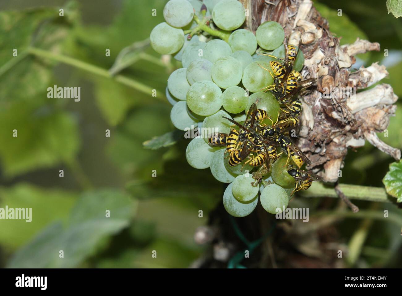 Guêpes, guêpes ridées (Vespidae) accumulation sur raisins mûrs (Vitis) Allgaeu, Bavière, Allemagne Banque D'Images