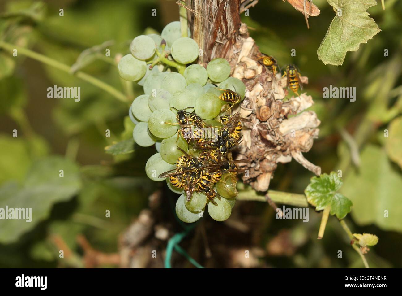Guêpes, guêpes ridées (Vespidae) accumulation sur raisins mûrs (Vitis) Allgaeu, Bavière, Allemagne Banque D'Images