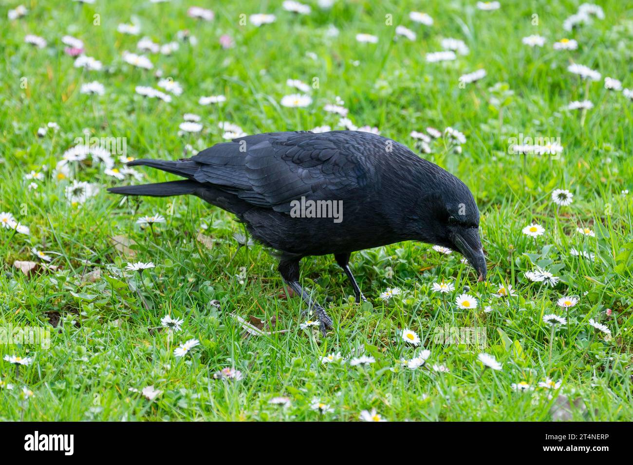 Corbeau de charogne (Corvus corone) à la recherche de nourriture dans une prairie, Thuringe, Allemagne Banque D'Images
