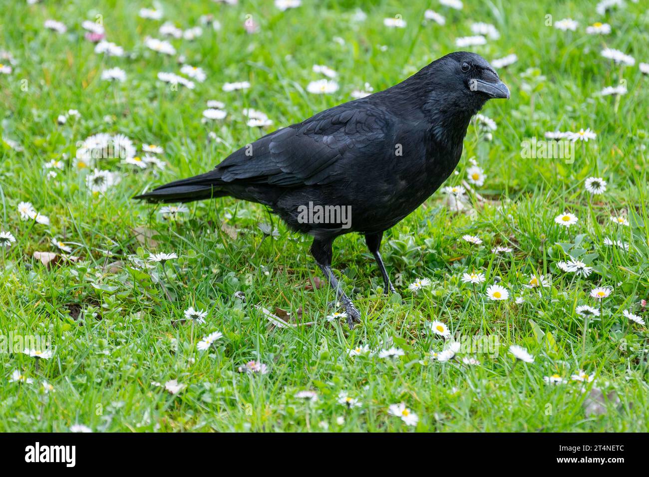 Corbeau (Corvus corone) debout dans un pré, Thuringe, Allemagne Banque D'Images