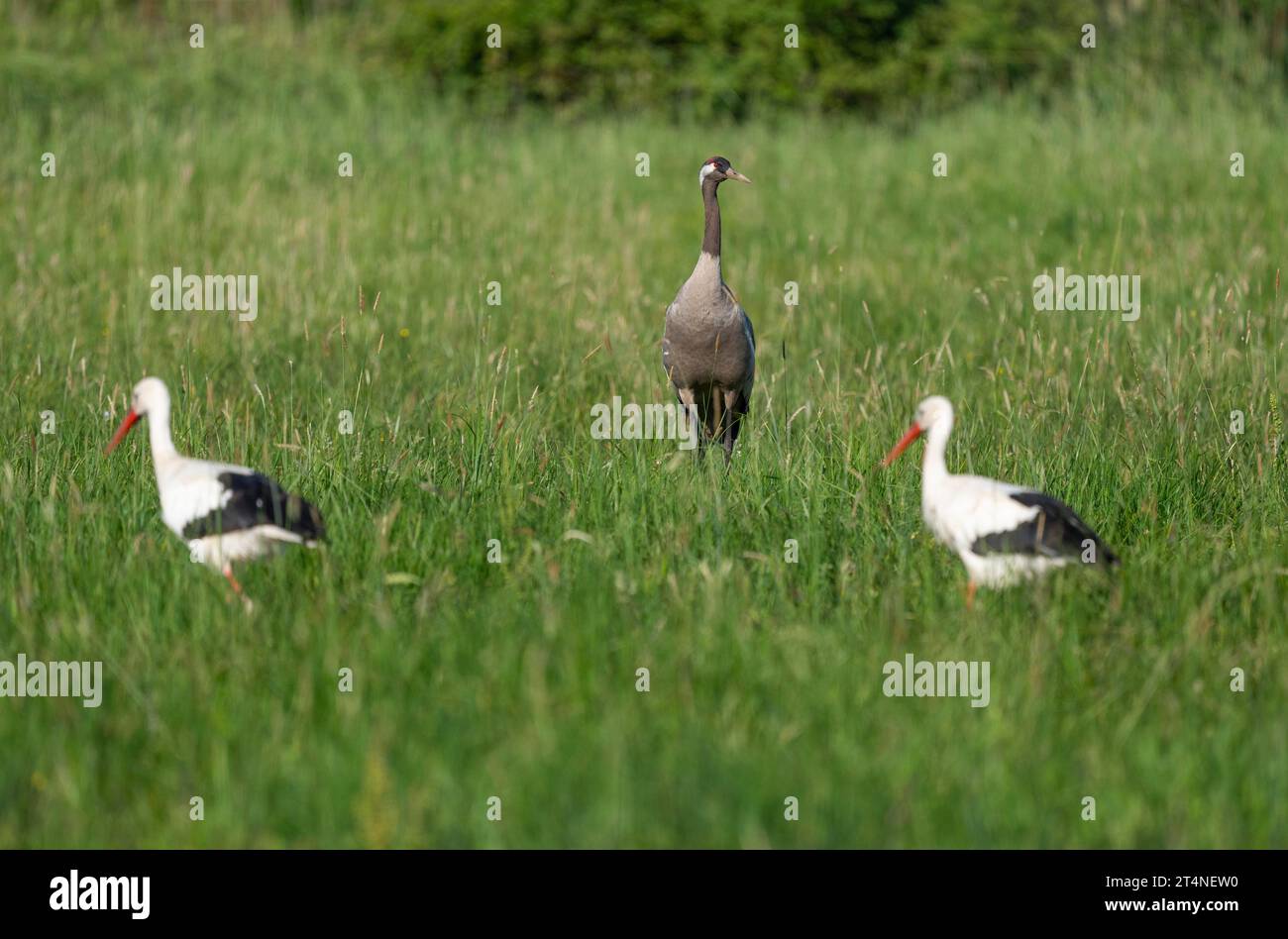 Grue (Grus grus) debout dans un pré, cigognes blanches (Ciconia ciconia) en face, Basse-Saxe, Allemagne Banque D'Images