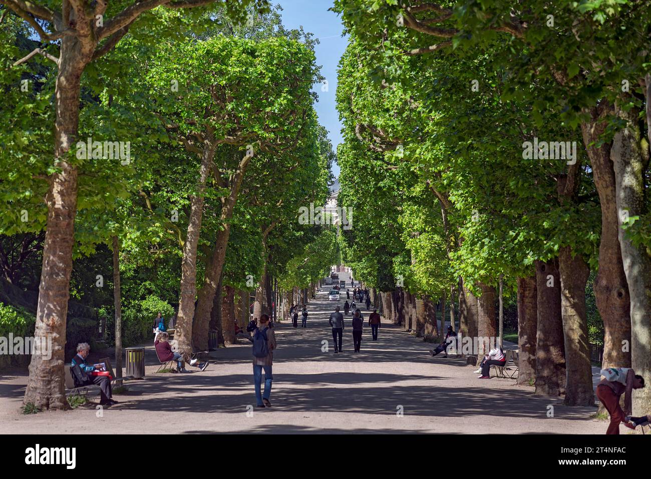 Avenue des platanes (Platanus) dans le jardin des plantes, jardin botanique, 57 rue Cuvier, Paris, France Banque D'Images