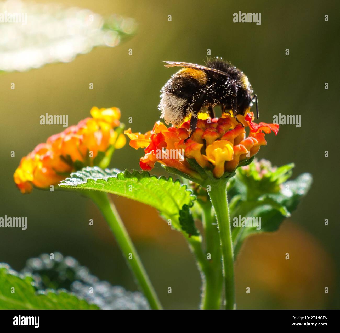 Macro image d'un bourdon isolé (Bombus terrestris), photographié sur des fleurs orangées sur fond naturel Banque D'Images