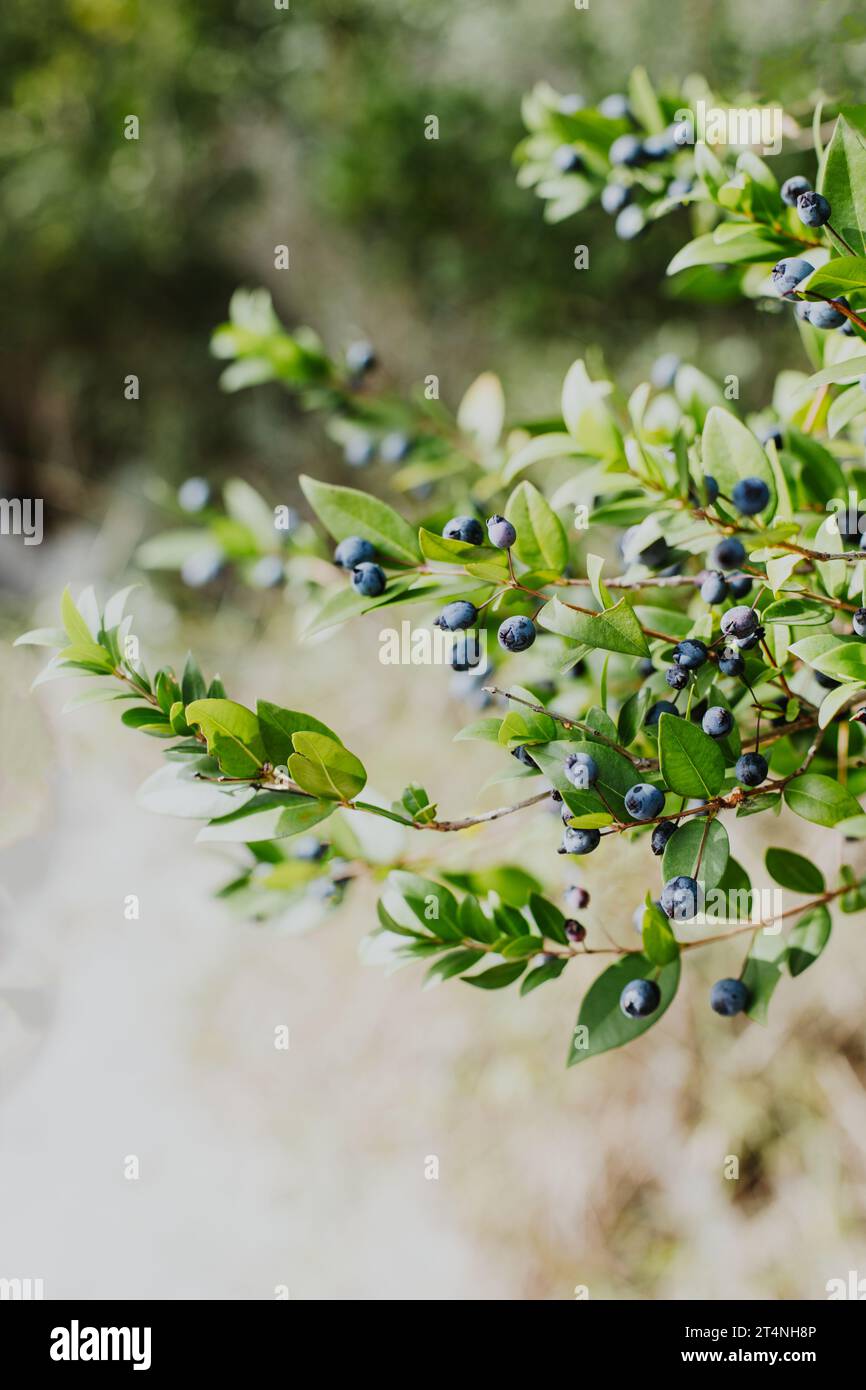 Branches de myrte avec baies bleu foncé. Mise au point sélective. Banque D'Images