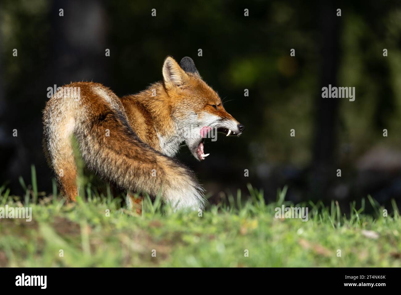 Le renard roux et les nuances de l'automne Banque D'Images