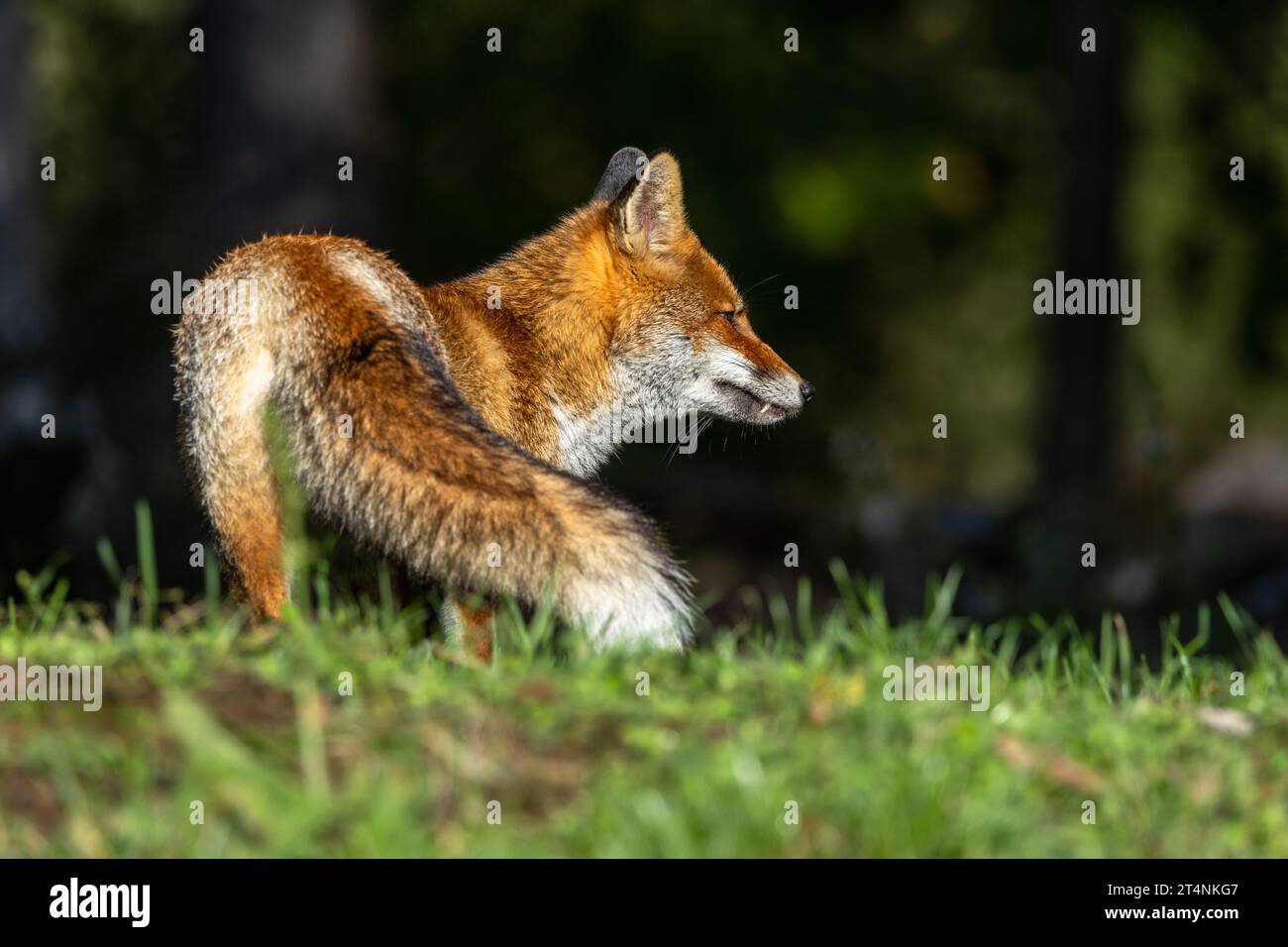 Le renard roux et les nuances de l'automne Banque D'Images