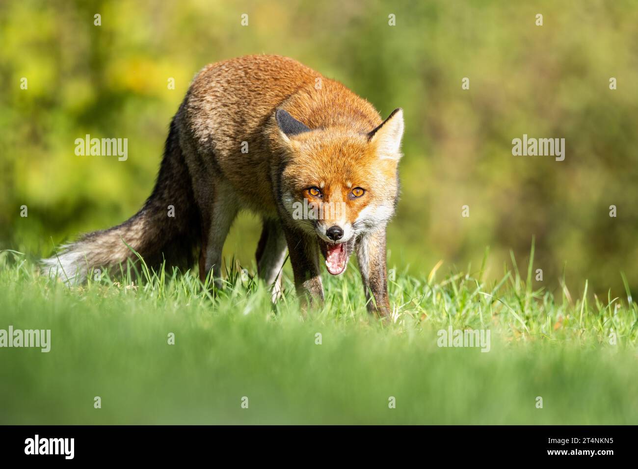 Le renard roux et les nuances de l'automne Banque D'Images