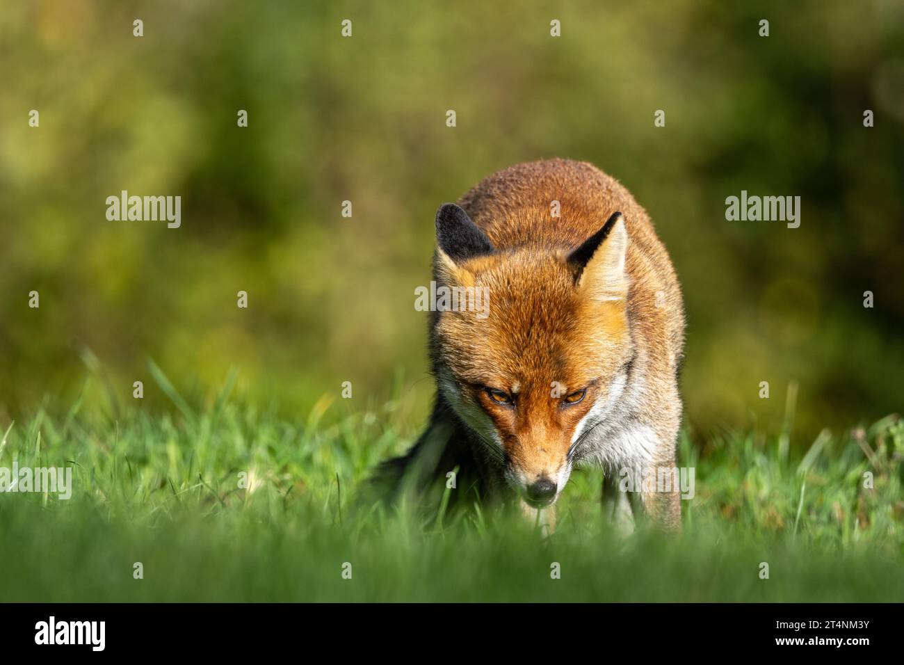 Le renard roux et les nuances de l'automne Banque D'Images