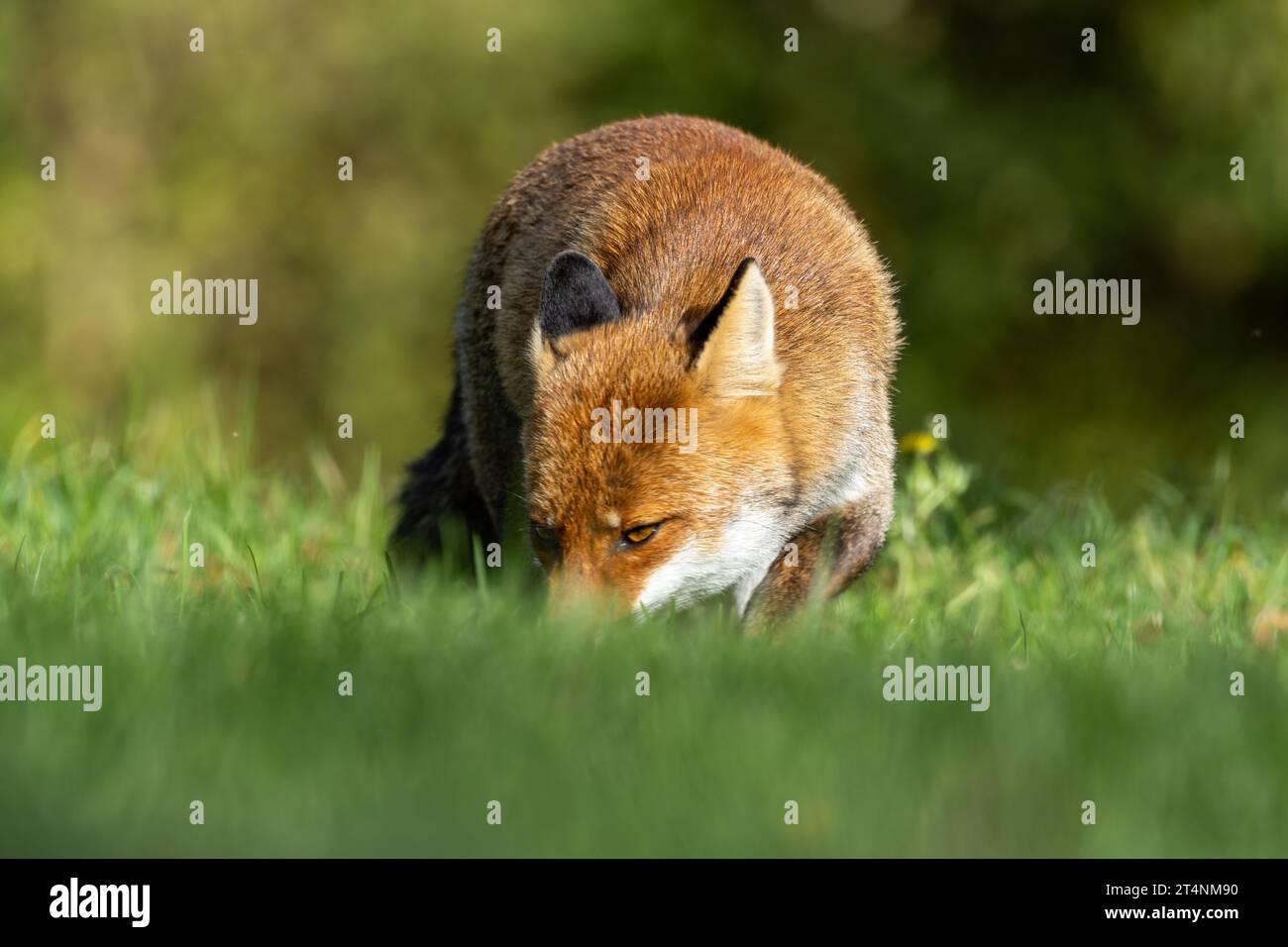 Le renard roux et les nuances de l'automne Banque D'Images