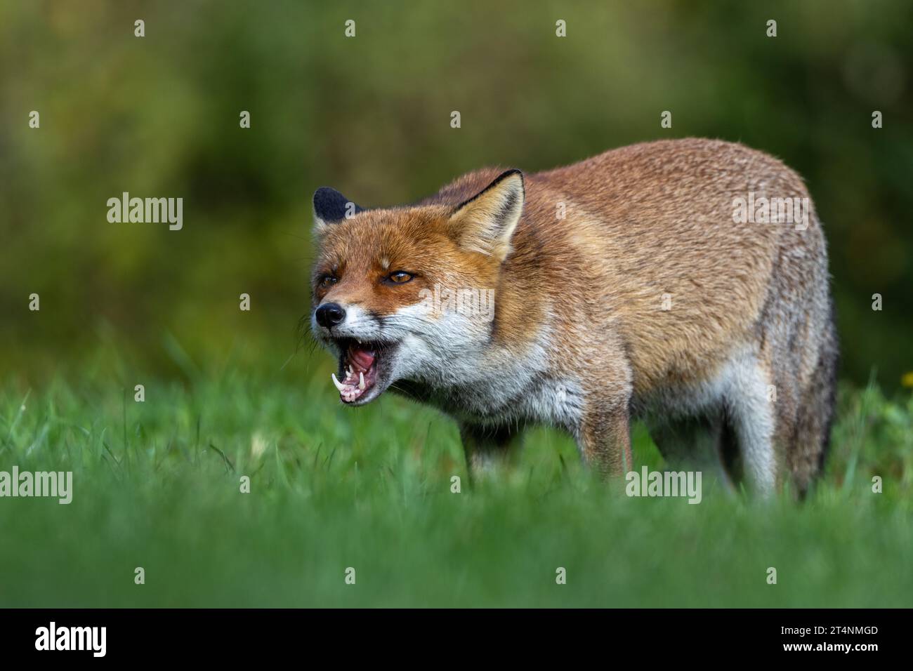 Le renard roux et les nuances de l'automne Banque D'Images