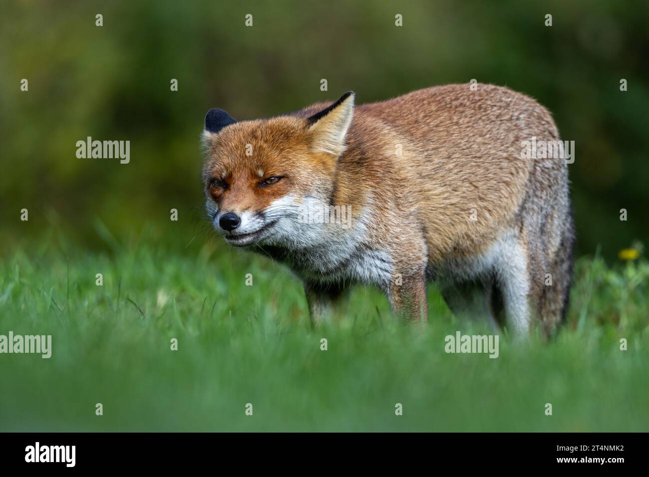 Le renard roux et les nuances de l'automne Banque D'Images