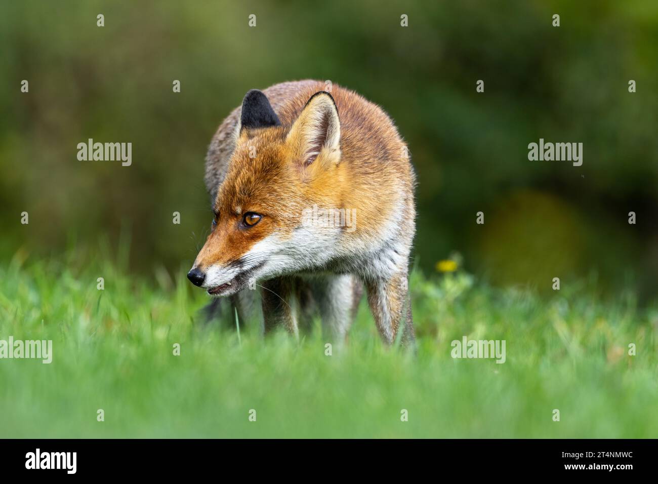Le renard roux et les nuances de l'automne Banque D'Images