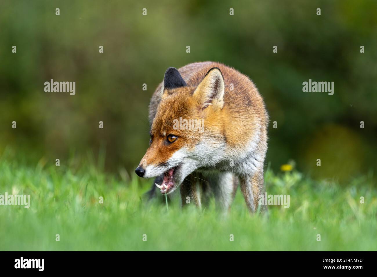 Le renard roux et les nuances de l'automne Banque D'Images
