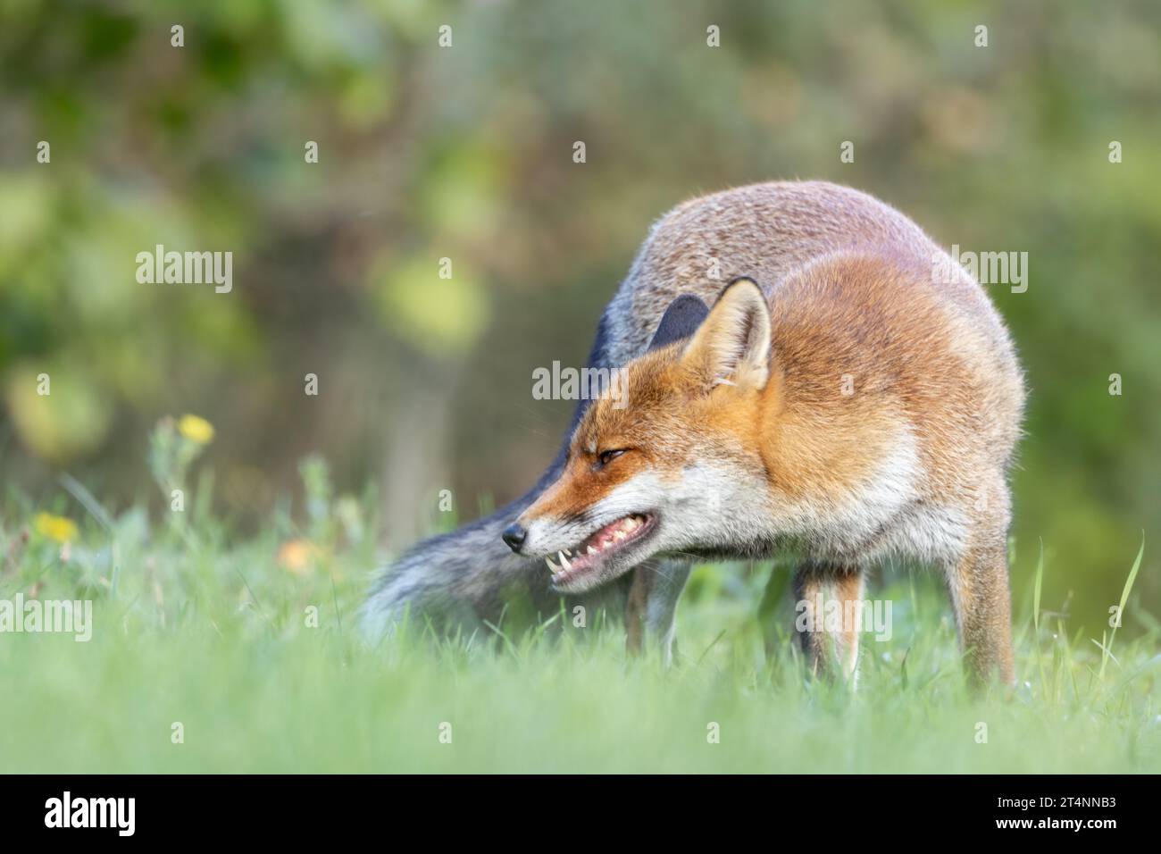 Le renard roux et les nuances de l'automne Banque D'Images