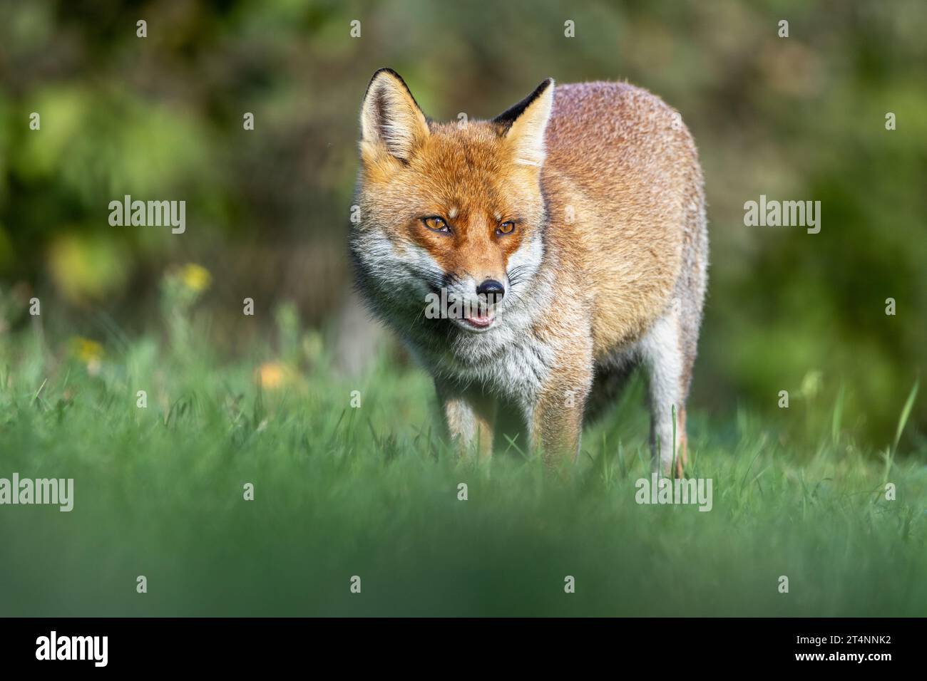 Le renard roux et les nuances de l'automne Banque D'Images