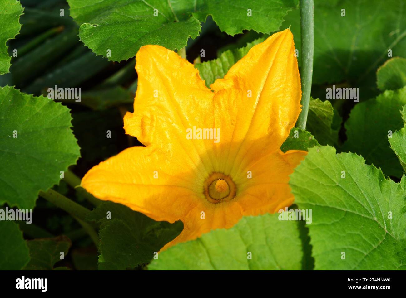 Plante de courgettes. Fleur de courgette. Moelle de légumes verts poussant sur le buisson. Plante de citrouille à floraison jaune par une journée ensoleillée au printemps. Banque D'Images