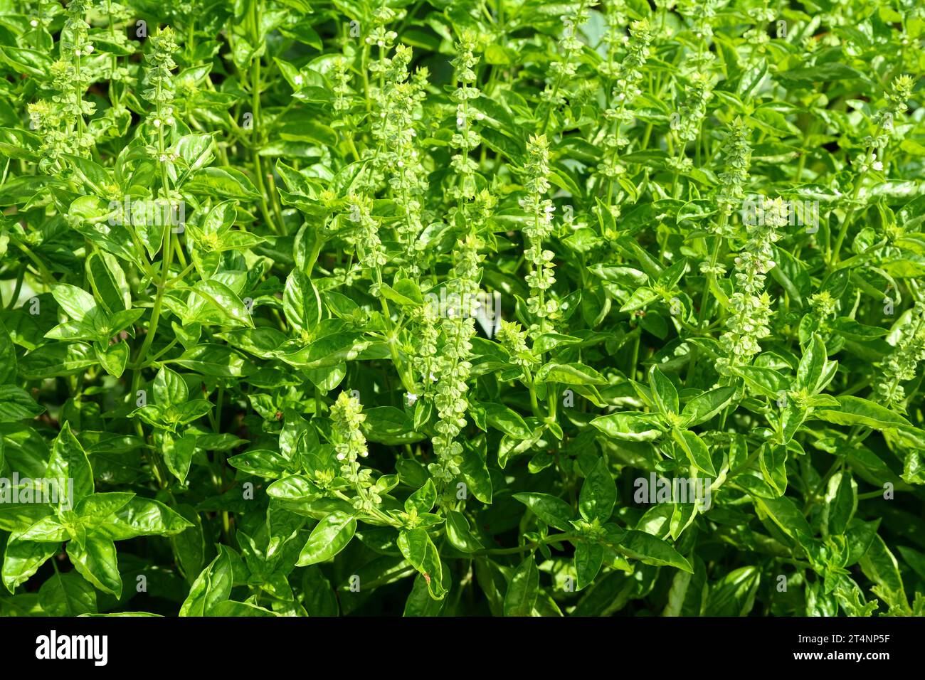 Ocimum tenuiflorum sanctum ou Tulsi kaphrao Saint basilic est un sous-arbuste érigé, de nombreuses branches, de 30 à 60 cm de haut avec des tiges poilues les feuilles sont vertes Banque D'Images