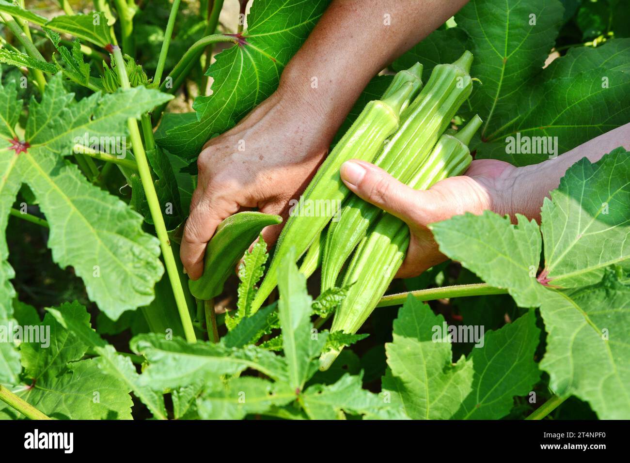 Gros plan du légume Ladyfingers à portée de main. Gros plan de Okra .Lady Fingers. Lady Fingers ou légumes Okra à portée de main à la ferme. Plantation d'okra naturel. Banque D'Images