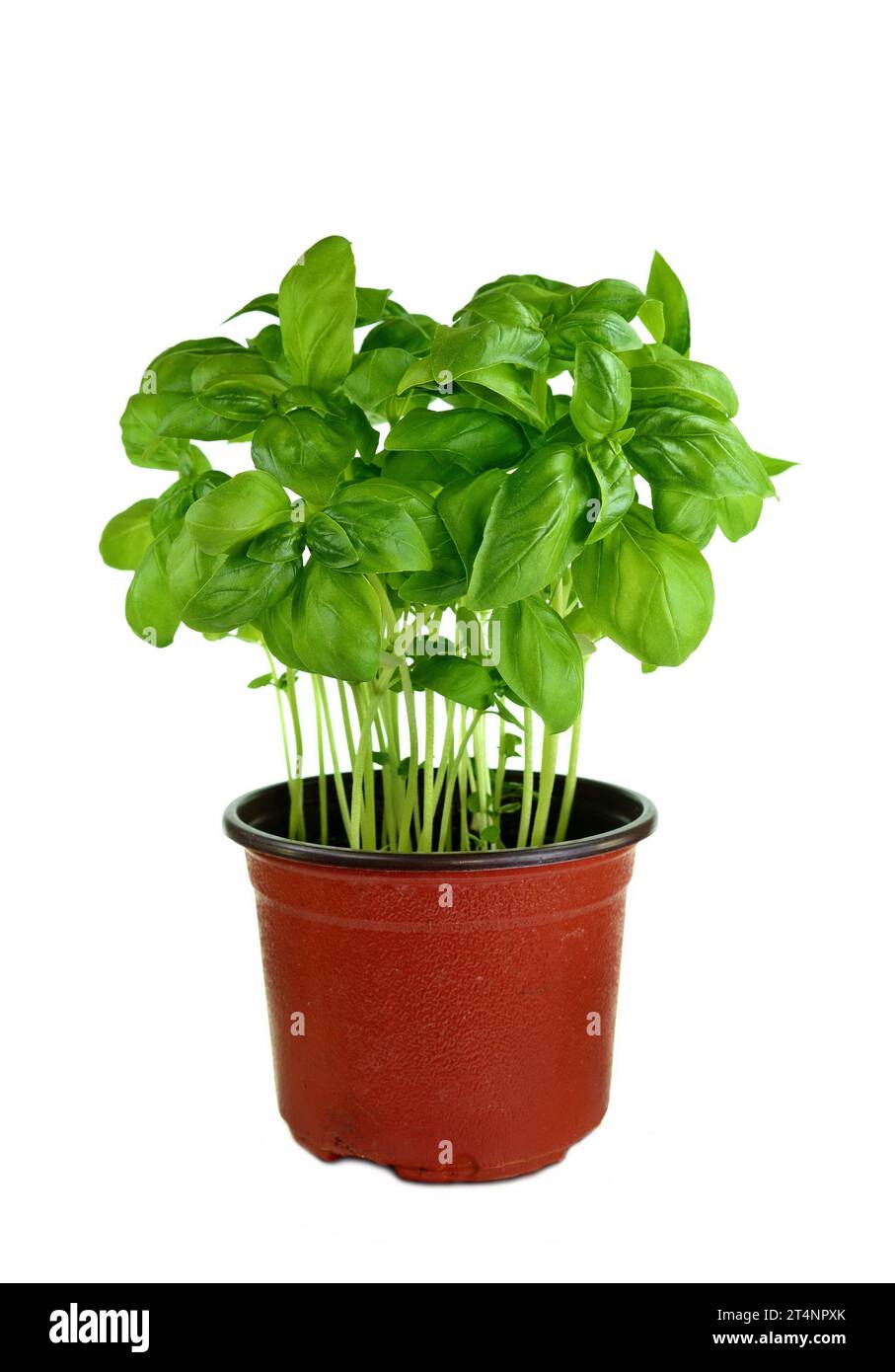 Pot de plante de basilic frais sur fond blanc. Plante de basilic sur fond blanc. Basilic dans une casserole. Banque D'Images