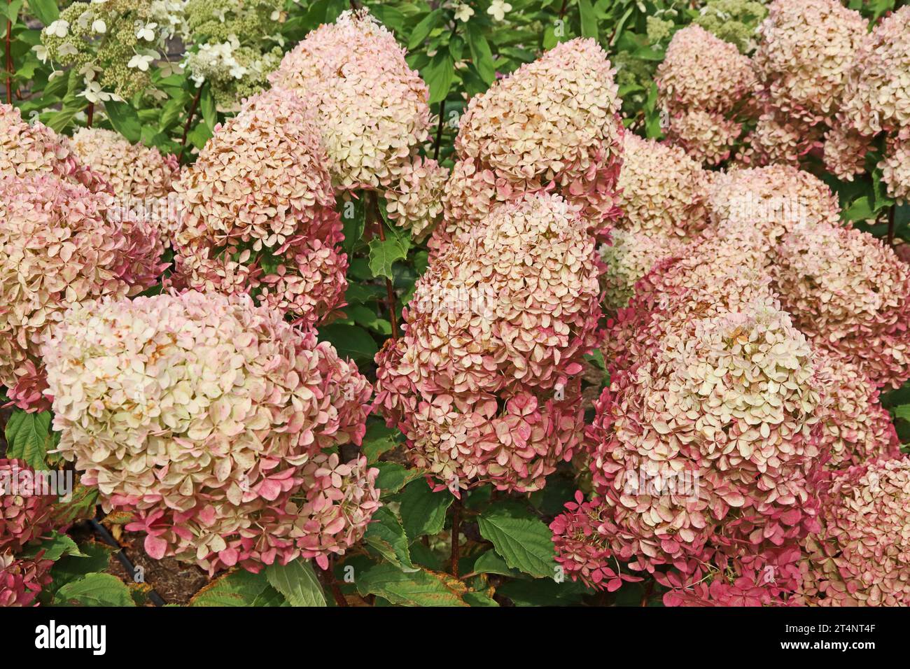 Hydrangea paniculata phantom Banque de photographies et d’images à ...