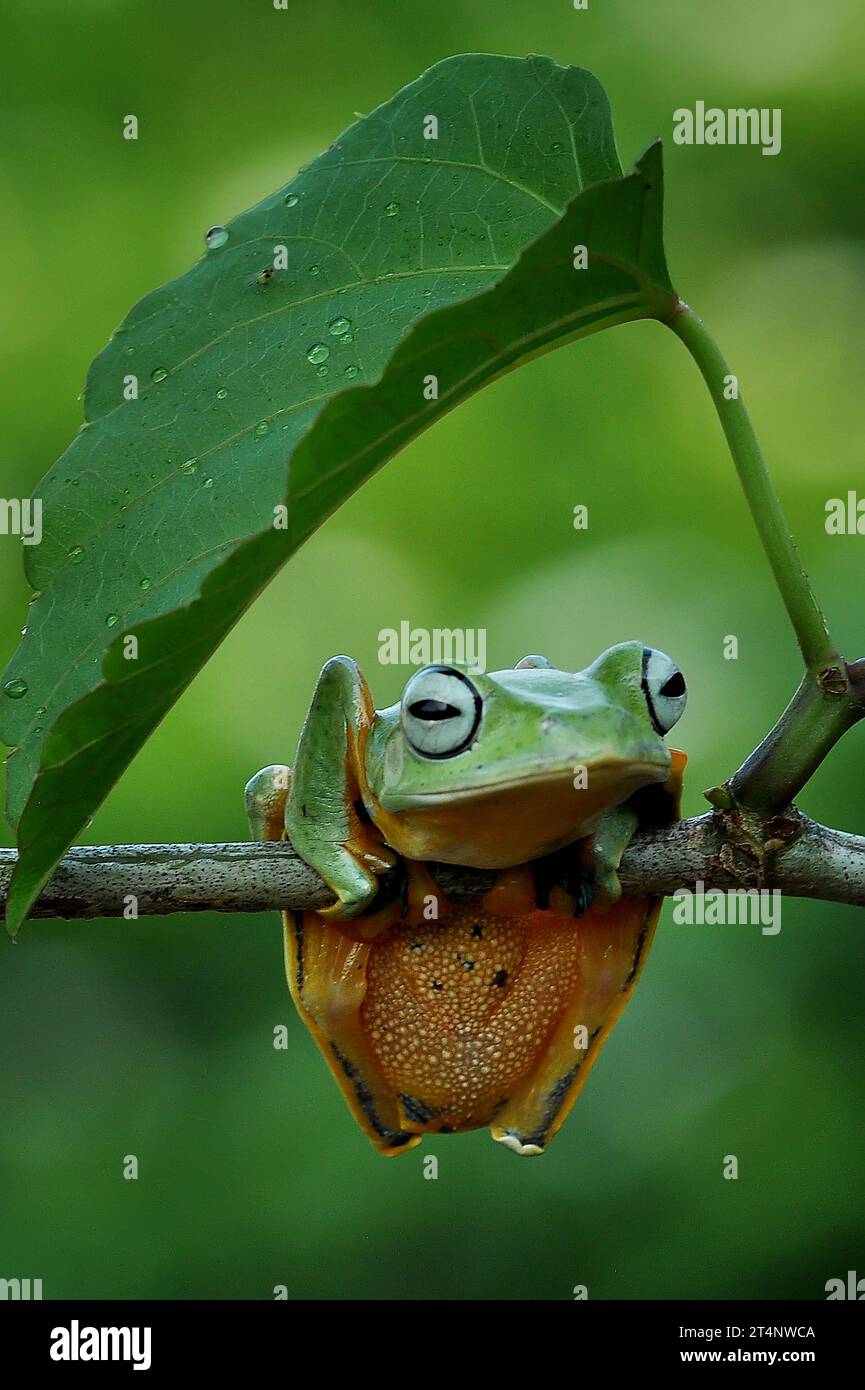 Grenouille s'abritant sous la feuille INDONÉSIE LES photos LES PLUS ADORABLES d'une grenouille volante faisant un parapluie à partir d'une feuille ont été capturées dans l'ouest de Sumatra, Indon Banque D'Images
