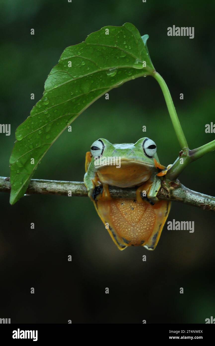 Grenouille géniale s'abritant de la pluie INDONÉSIE LES photos LES PLUS ADORABLES d'une grenouille volante faisant un parapluie à partir d'une feuille ont été capturées dans l'ouest de Sumat Banque D'Images