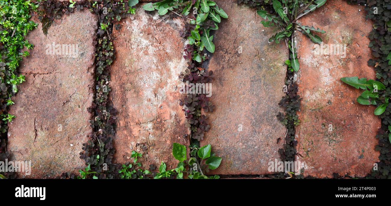 Passerelle en brique rouge avec herbe et plantes vertes poussant entre les fissures. Cadre de feuillage vintage sur la brique. Vintage endroit pour écrire des messages et du texte Banque D'Images