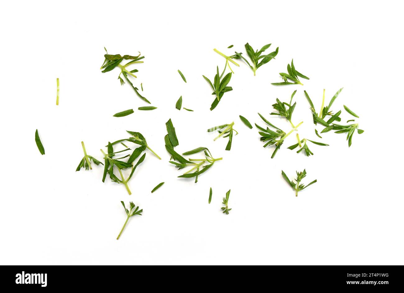 Sarriette de jardin fraîche hachée ou sarriette d'été (Satureja hortensis) isolée sur blanc. Banque D'Images