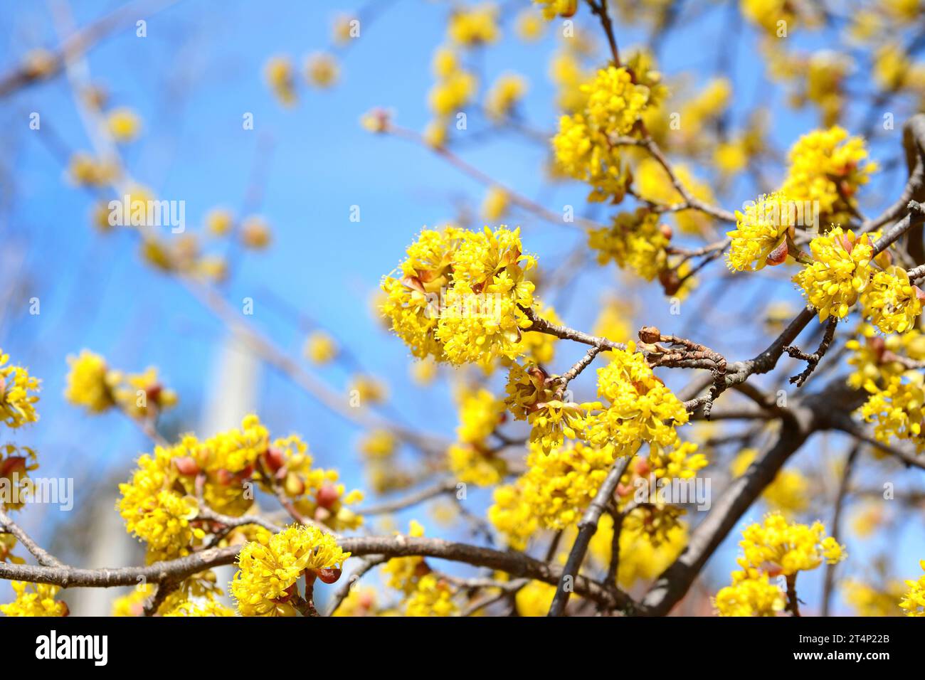 Branches avec fleurs de Cornel européen (Cornus mas) au début du printemps. Cerisier de Cornouailles, cornel d'Europe ou cornouiller de cerisier de Cornouailles (Cornus mas) flov Banque D'Images
