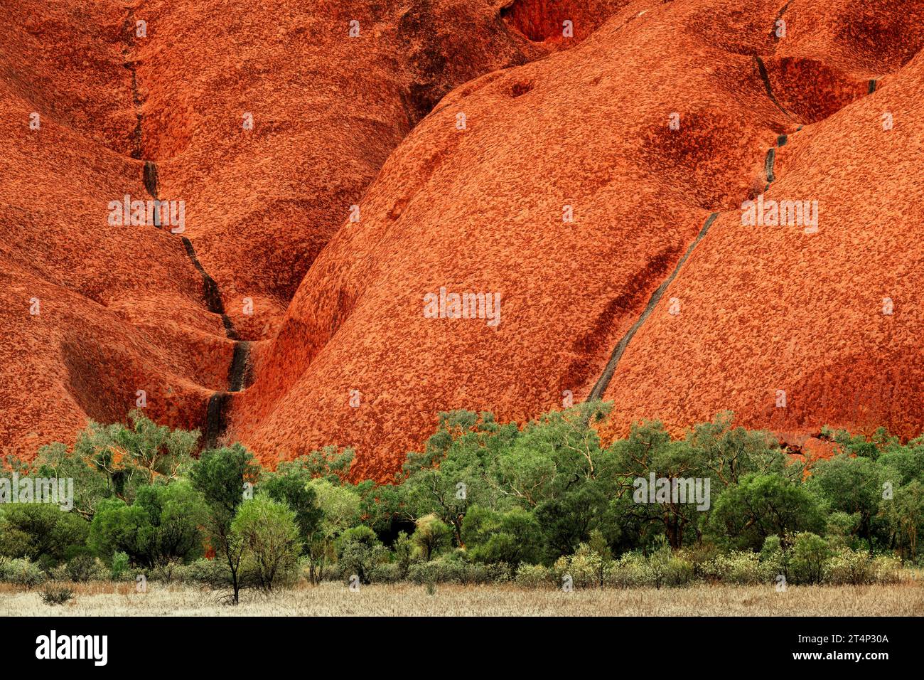 Pentes rouges du célèbre Uluru en Australie centrale. Banque D'Images