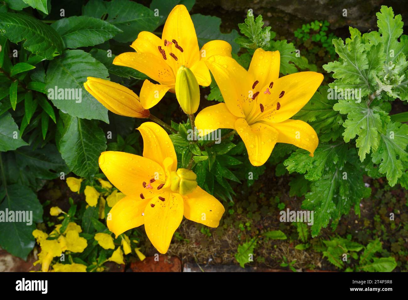 Fleur de lys jaune dans le jardin, parterre de fleurs ornementales. Photo dans l'environnement naturel. Banque D'Images