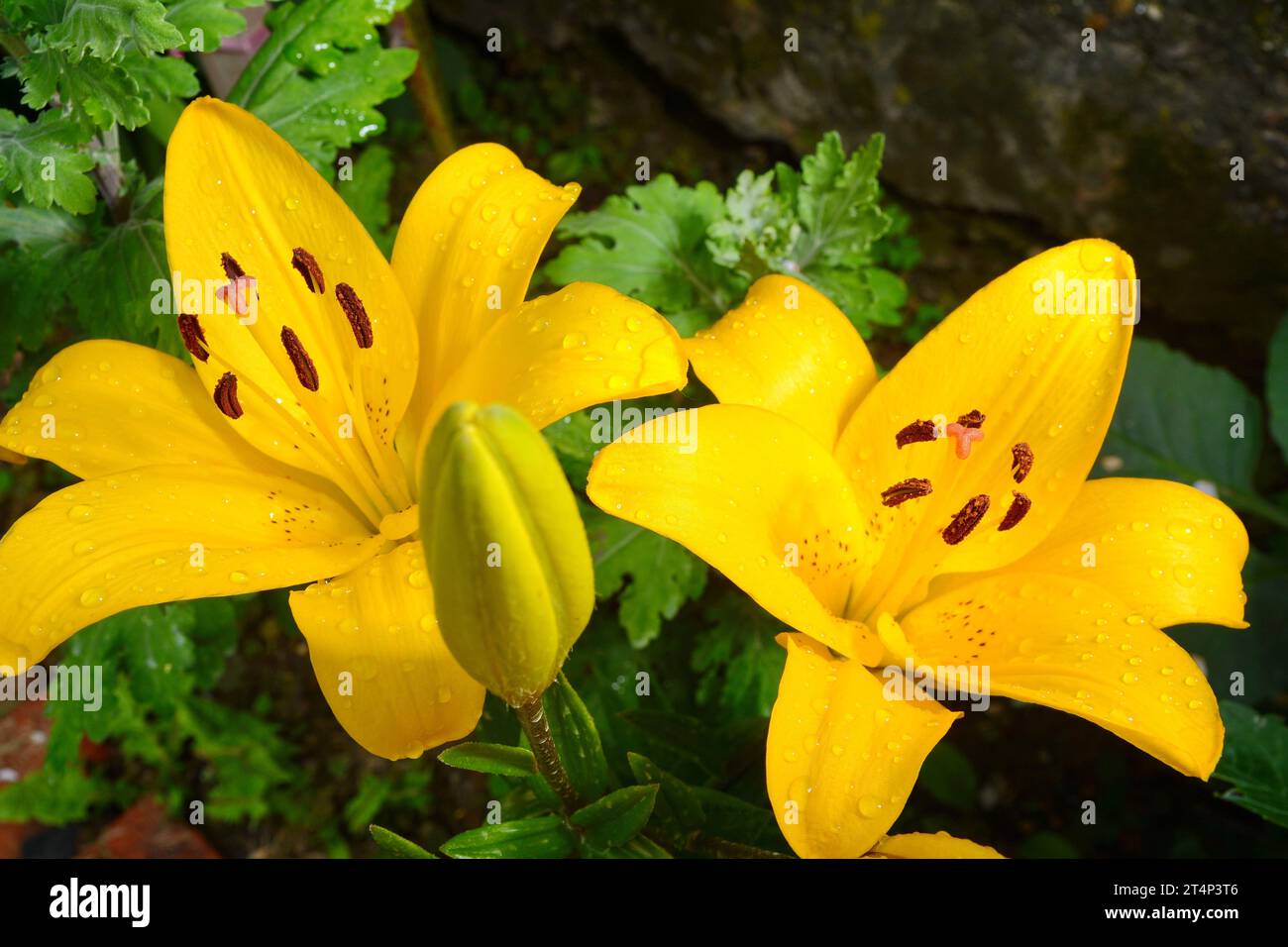 Fleur de lys jaune dans le jardin, parterre de fleurs ornementales. Photo dans l'environnement naturel. Banque D'Images