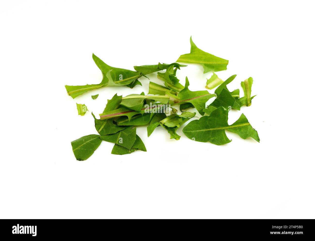 Feuilles de pissenlit hachées prêtes pour la salade isolées sur fond blanc. Banque D'Images