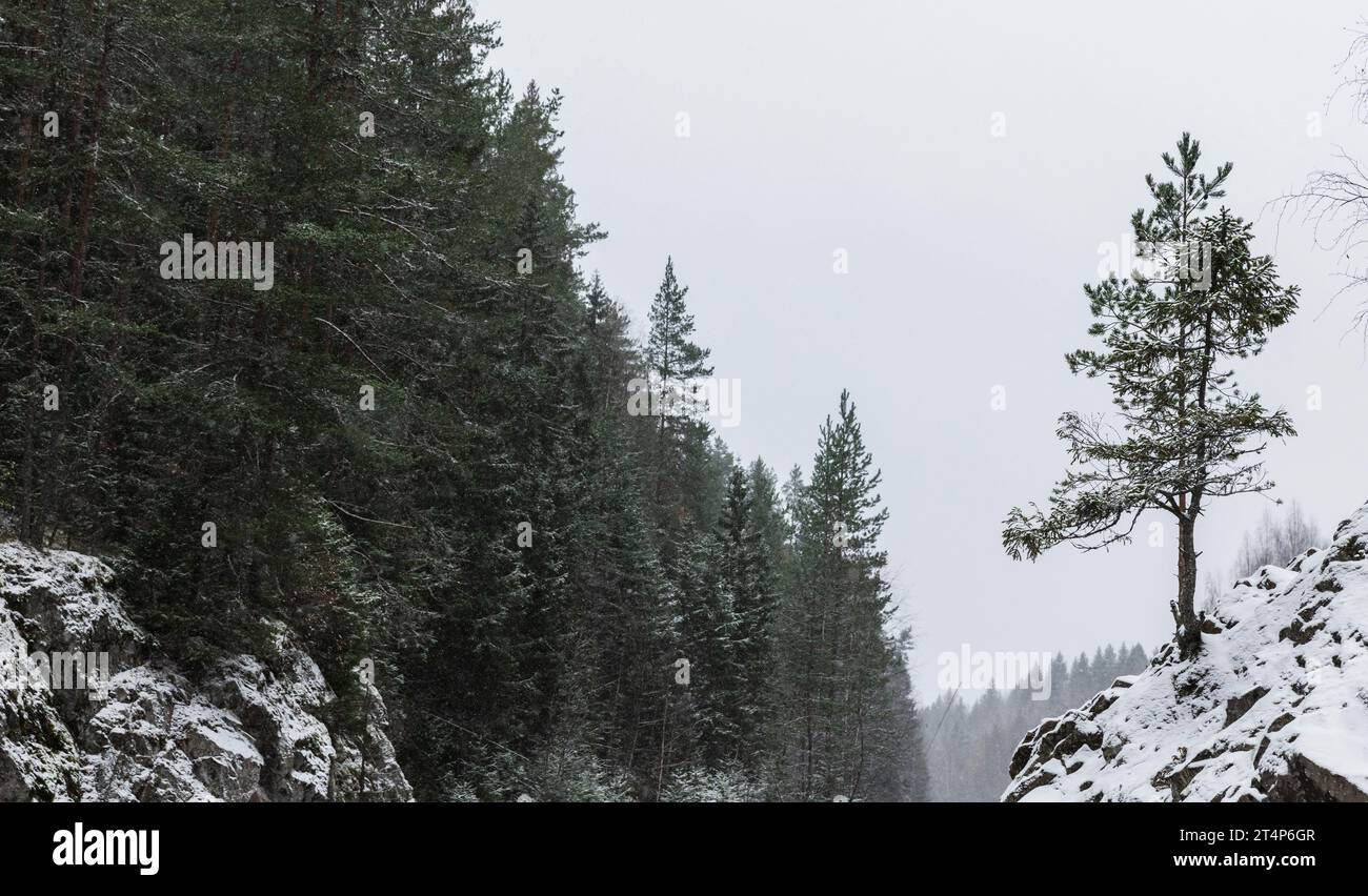 Paysage avec des conifères un jour d'hiver. Réserve naturelle de Kivach, district de Kondopoga, République de Carélie, Russie Banque D'Images