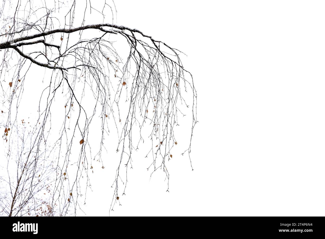Branches d'arbre de bouleau de Carélie nu isolées sur fond blanc Banque D'Images