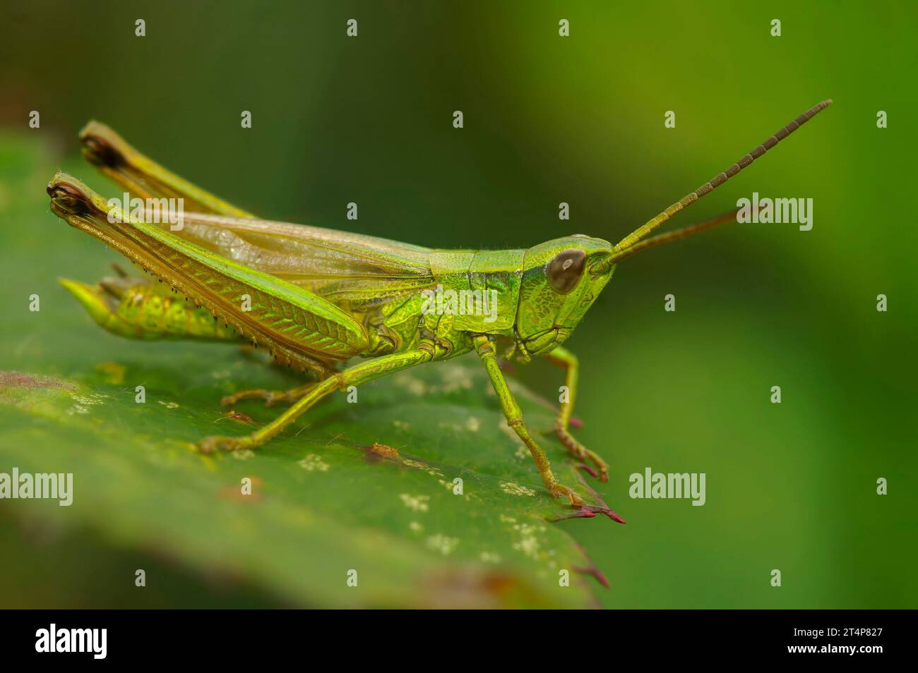 Gros plan naturel sur le mâle de la grande sauterelle dorée Chrysochraon dispar, assis sur une feuille verte Banque D'Images