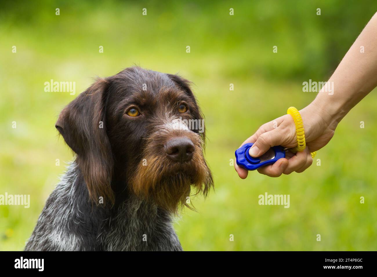 dressez un jeune chien de chasse avec un clicker sur fond de verdure Banque D'Images