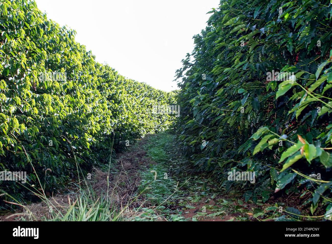 Voir la ferme avec la plantation de café au Brésil - Cafe do Brasil Banque D'Images