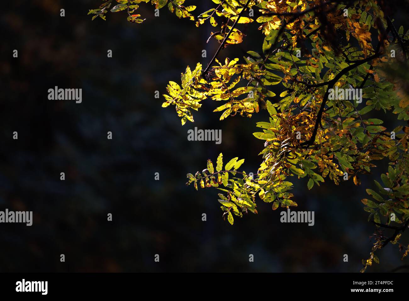 Feuilles d'automne et branche à Chamonix Banque D'Images