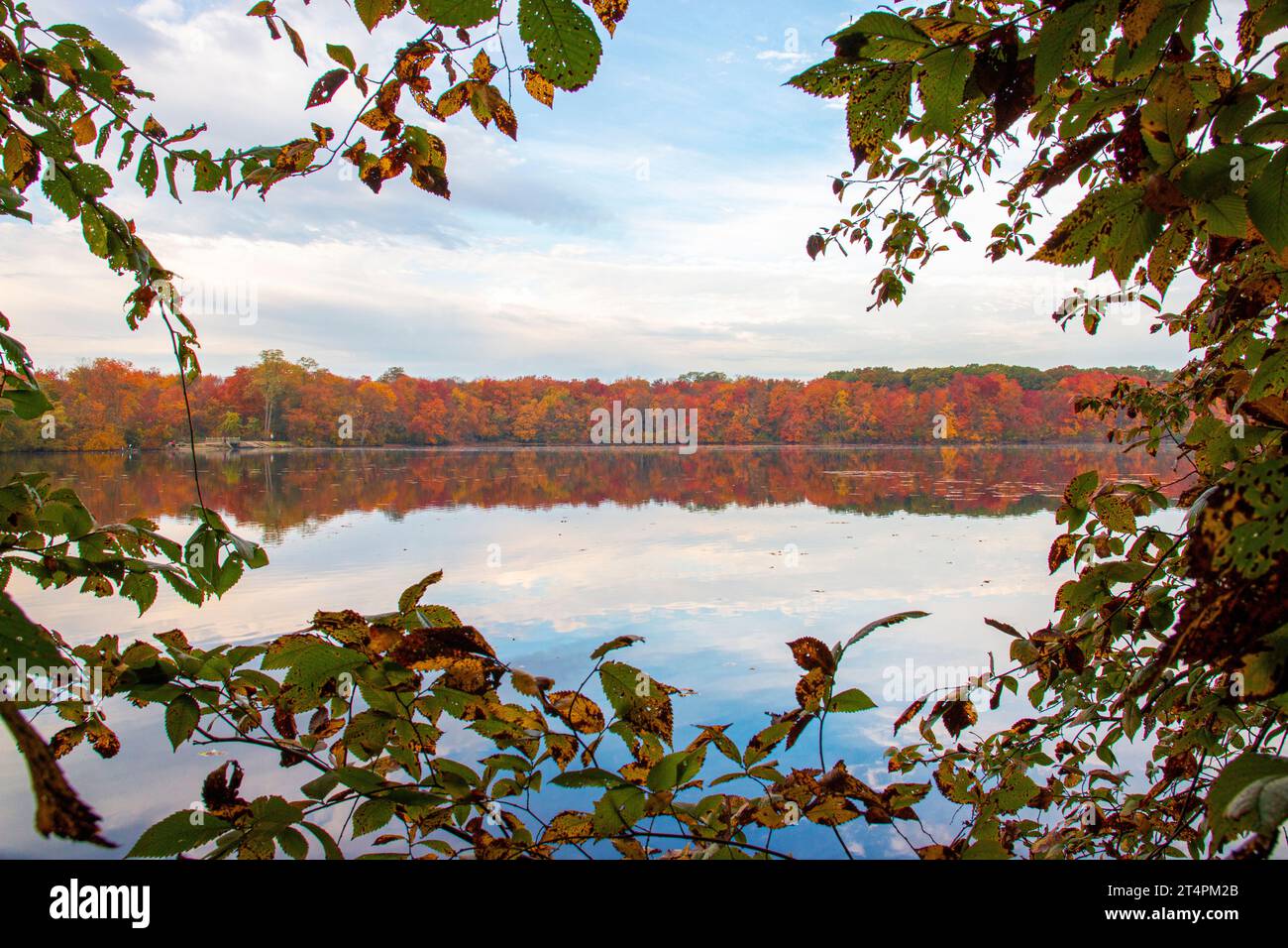 Regarder à travers les arbres à un reflet de feuilles colorées d'automne et de nuages dans un lac à la fin octobre. Banque D'Images